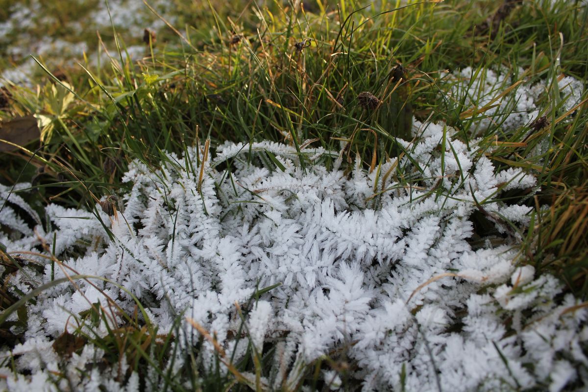 Eiskristalle auf der grünen Wiese Mitte Dezember 2015 am Grattenbergl bei Wörgl.