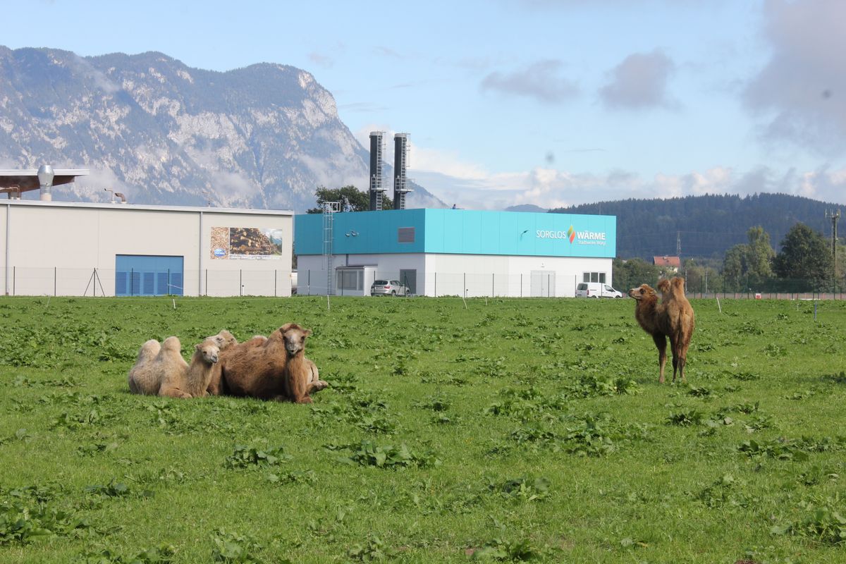 Klimawandel - Kamele in Wörgl?