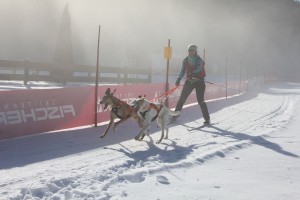 Skijöring mit Hunden - tolles Konditionstraining für Mensch und Tier.