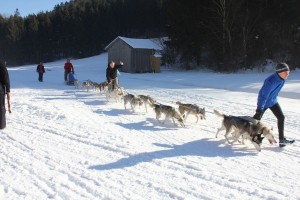 Husky- und Hunderennen 2016 am Angerberg