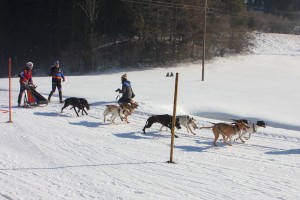 Husky-Rennen am Angerberg