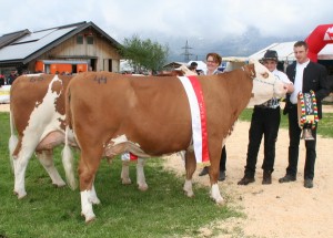 Gesamtsieger Fleckvieh mittelalte Kühe. Foto: Josef Schipflinger