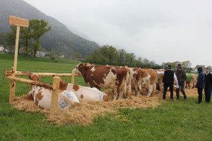 Jubiläumsausstellung 75 Jahre Viehzuchtverein Wörgl-Boden