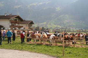 Gesund, vital und almtauglich - die Viehzüchter des Wörgler Bodens präsentieren so wie hier ihre Tiere im Rahmen einer Jubiläumsausstellung am 30. April 2016 in Wörgl beim Schwoicherbauern. Foto: Rinderzuchtverband Tirol