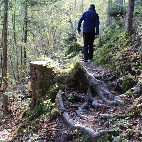 Über Wurzeln und kleine Wasserläufe - der Fuchsweg bietet ein abwechslungsreiches Wander-Erlebnis. Foto: Spielbichler