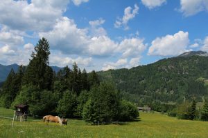 Der höchste Punkt wird mit rund 700 Metern Seehöhe am Riederberg erreicht. Von da geht´s entlang der Feriendorf-Zufahrt bergabwärts bis zum Forstweg auf den Pfaffenberg. Foto: Spielbichler