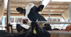 Filmemacher Andreas Pichler gibt einen tiefen Einblick in die industrialisierte Milchwirtschaft. Foto: Andreas Pichler