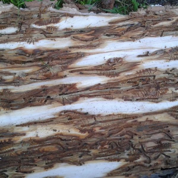 So sieht die Rinde eines Baumes aus, wenn er vom Borkenkäfer befallen wurde. © Land Tirol/Landesforstdirektion