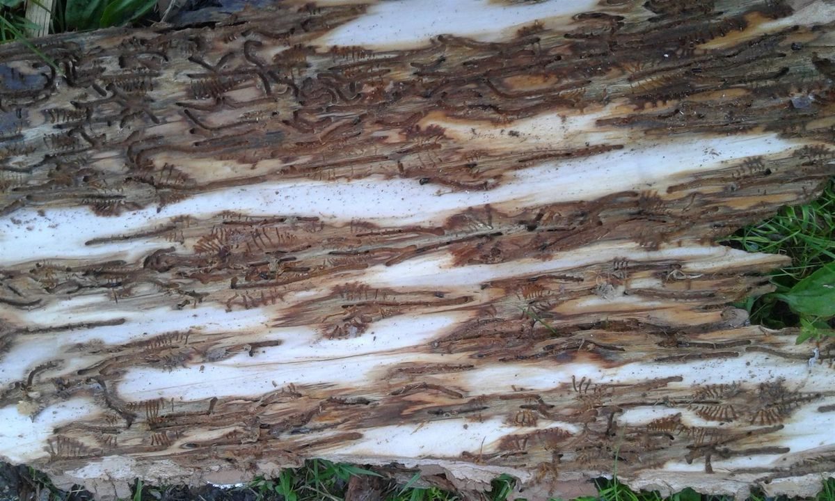 So sieht die Rinde eines Baumes aus, wenn er vom Borkenkäfer befallen wurde. © Land Tirol/Landesforstdirektion