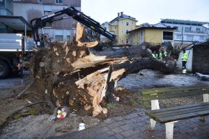 Der Sturm entwurzelte am 4. Februar 2020 diesen Baum beim Wörgler Seniorenheim. Foto: Stadtgemeinde Wörgl