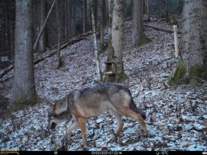 Wolfssichtung in Kirchbichl am 13.2.2021. Foto: Wildkamera von Revierjäger Hans Achrainer