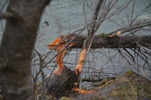 An die Brixentaler Ache sind noch andere "Bauarbeiten" im Gange - sie ist längst beliebtes "Biberrevier". Foto: Veronika Spielbichler