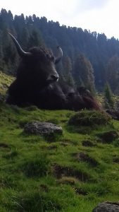 Gabi Brunners Tiroler Bio-Yaks leben im Sommer auf der Alm in der Kelchsau. Foto: Gabi Brunner