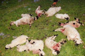 Wolfsrisse in Westendorf: 17 Schafe wurden gerissen, 4 verletzte Tiere wurden gefunden, weitere Schafe verschreckt und noch viele sind im felsigen Gelände abgestürzt oder noch vermisst. Foto: Peter Aschaber