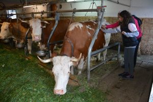 Landwirtschaft zum Anfassen mit den Wörgler Bäuerinnen am 15.10.2021 am Unterkrumbacherhof in Wörgl. Foto: Veronika Spielbichler
