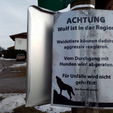 Wölfe sind nicht nur auf Almen unterwegs - hier warnt ein Bauer in Walchsee. Foto: Veronika Spielbichler