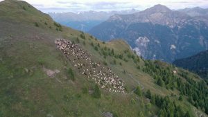Auf der Spisser Schafbergalm wurden die 800 Schafe im Rahmen des Herdenschutz-Pilotprojekts vergangenen Sommer jeden Abend auf gemeinsamen, mit Herdenschutzzäunen umfassten Übernachtungsplätzen gesammelt. © Büro Alpe