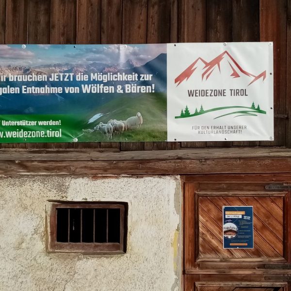 Auch Wörgler Bauern plädieren für eine Weidezone Tirol frei von Wolf und Bär. Foto: Spielbichler