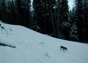Dieser Wolf wurde von einer Wildkamera Ende November des Vorjahres im Gemeindegebiet von Pfunds aufgenommen. Foto: Michael Fritz
