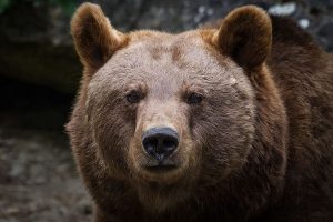 Europäische Braunbären zählen zu den großen Beutegreifern in Tirol, die bereits ausgerottet waren und nun wieder einwandern und vom Monitoring des Landes beobachtet werden. Foto: AdobeStock Thorsten Spoerlein