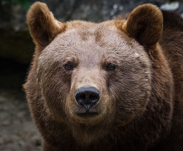 Europäische Braunbären zählen zu den großen Beutegreifern in Tirol, die bereits ausgerottet waren und nun wieder einwandern und vom Monitoring des Landes beobachtet werden. Foto: AdobeStock Thorsten Spoerlein