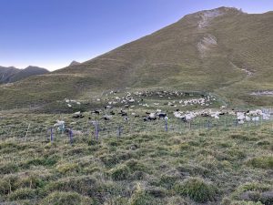 450 Schafe von 20 verschiedenen AuftreiberInnen beweiden die Lader Heuberg Alm. Foto © Büro Alpe