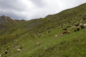 700 Schafe weiden auf 365 Hektar Almfläche auf der Spisser Schafberg Alm. Foto: © Land Tirol