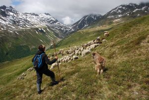 Die Verwall Alm am Arlberg ist eine der größten Almen Tirols. Über 1.000 Stück Vieh, darunter 450 Schafe, beweiden das weitläufige Gebiet. Foto © Land Tirol