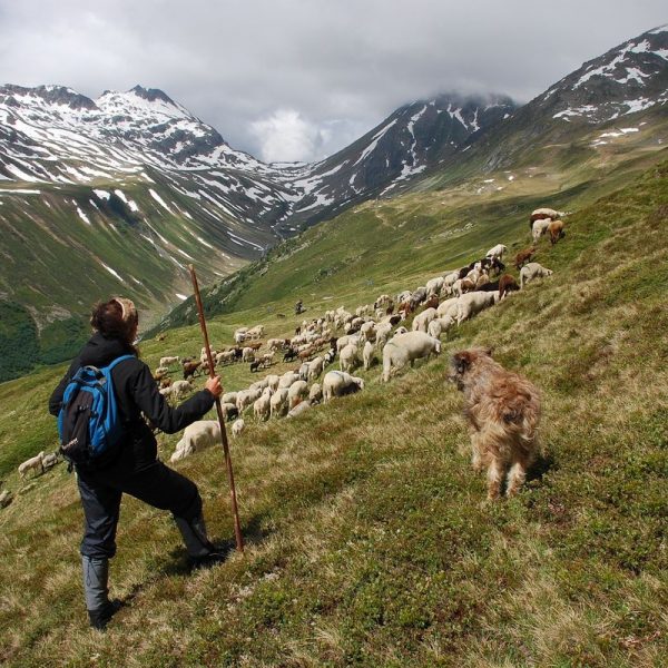 Die Verwall Alm am Arlberg ist eine der größten Almen Tirols. Über 1.000 Stück Vieh, darunter 450 Schafe, beweiden das weitläufige Gebiet. Foto © Land Tirol