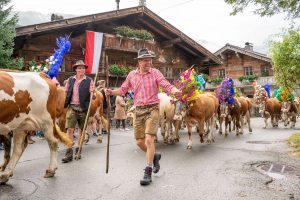 Der Tourismusverband Region Hohe Salve in den Kitzbüheler Alpen organisiert auch 2024 eine Reihe von Almabtriebsfesten samt Rahmenprogramm. Foto: Alexander Amer