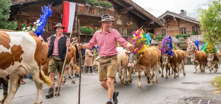 Der Tourismusverband Region Hohe Salve in den Kitzbüheler Alpen organisiert auch 2024 eine Reihe von Almabtriebsfesten samt Rahmenprogramm. Foto: Alexander Amer