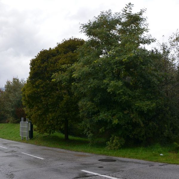 Hagleitner Straße in Wörgl Oktober 2024. Foto: Veronika Spielbichler