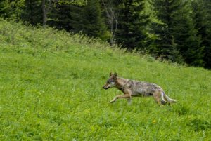 Europäischer Wolf. Foto: Tomas Hulik - stock.adobe.com/ https://www.tirol.gv.at/landwirtschaft-forstwirtschaft/agrar/rechtliche-bestimmungen-in-der-landwirtschaft/beutegreifer/europaeischer-wolf-canis-lupus/wolfsbegegnung/