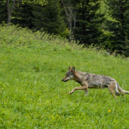 Europäischer Wolf. Foto: Tomas Hulik - stock.adobe.com/ https://www.tirol.gv.at/landwirtschaft-forstwirtschaft/agrar/rechtliche-bestimmungen-in-der-landwirtschaft/beutegreifer/europaeischer-wolf-canis-lupus/wolfsbegegnung/