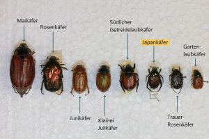 Verschiedene Käfer im Vergleich: Maikäfer (Melolontha melolontha), Rosenkäfer (Cetonia aurata), Junikäfer (Amphimallon spp.), Kleiner Julikäfer (Anomala dubia), Südlicher Getreidelaubkäfer (Anisoplia austriaca), Japankäfer (Popillia japonica), Trauer-Rosenkäfer (Oxythyrea funesta) und Gartenlaubkäfer (Phyllopertha horticola). © AGES, Anna Moyses