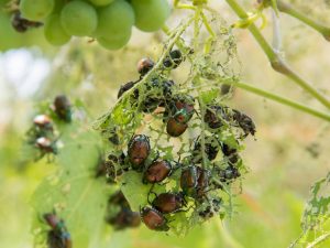 Der Japankäfer kann große Schäden verursachen: Die Käfer fressen Blätter, Blüten und Früchte vieler Nutz- und Zierpflanzen, während die Larven (Engerlinge) im Boden die Wurzeln von Rasen, Mais, Gemüse und anderen Kulturen schädigen. © Agroscope, Giselher Grabenweger